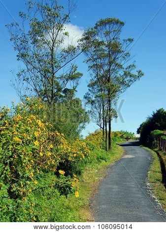 Dalat Countryside, Da Quy Flower