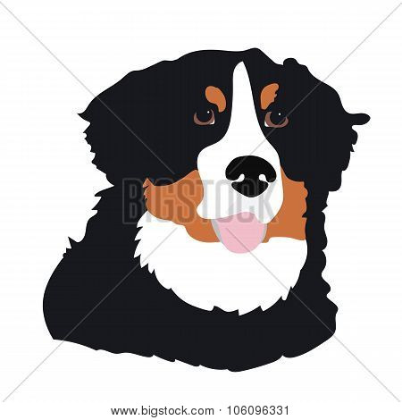 Bernese Mountain Dog