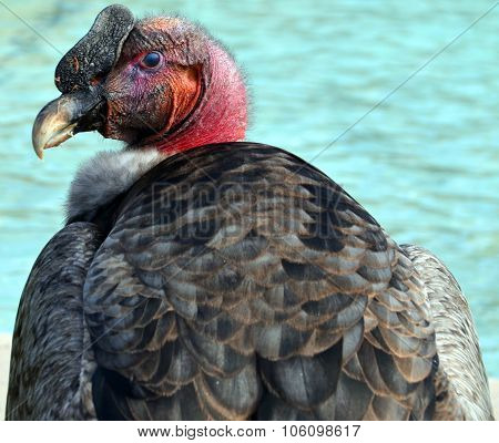 Vulture