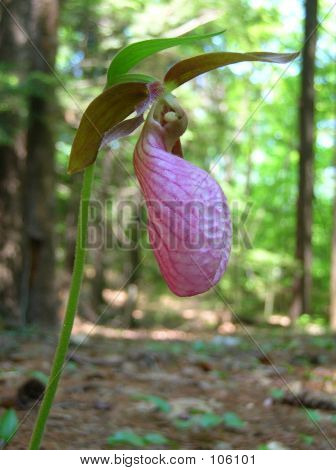 Lady Slipper