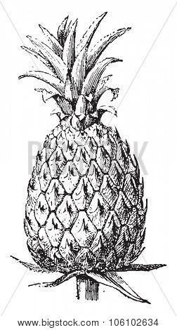 Pineapple, vintage engraved illustration. Dictionary of words and things - Larive and Fleury - 1895.