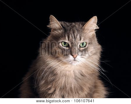Portrait of a cat on a black background