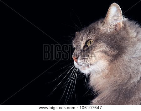 Portrait of a cat on a black background.