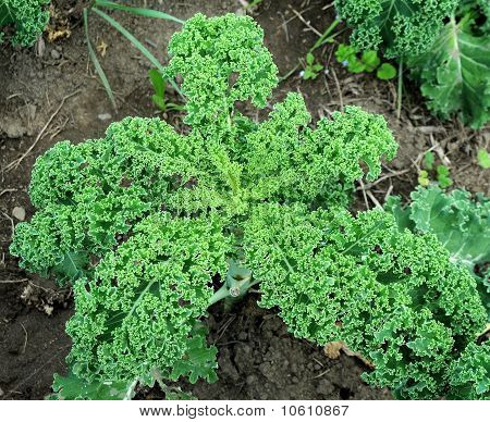 Zelený Kale