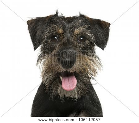 Close-up of a Crossbreed dog in front of white background