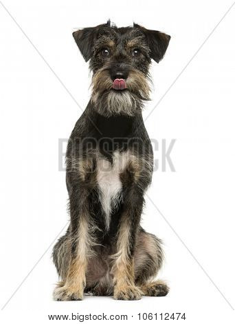 Crossbreed dog sitting in front of white background