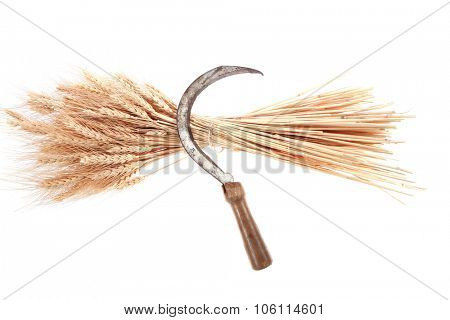 bunch of mown wheat ears with vintage handmade reaper hook sickle isolated on white background