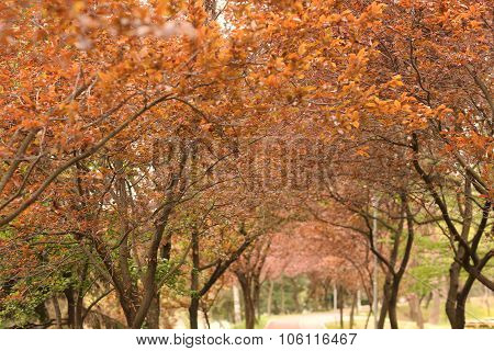 Blooming Trees In The Park