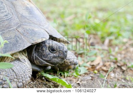 Portrait Of A Giant Land Turtle