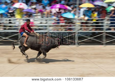Buffalo Racing Festival 2015 The Tradition Of Thailand