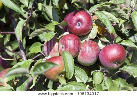 red apples  . close-up.