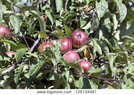 red apples  . close-up.