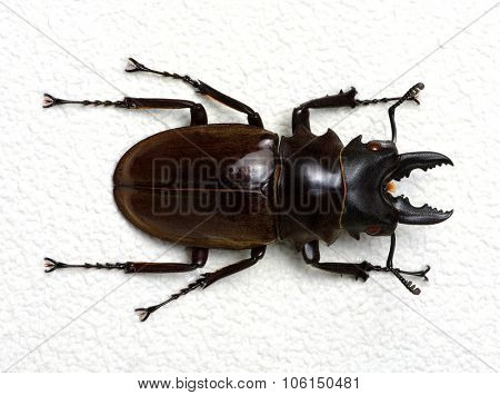 Stag beetle isolated on background