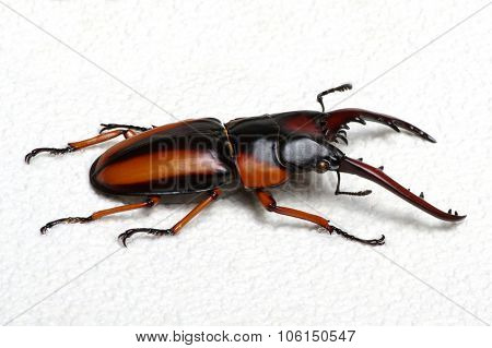 Stag beetle isolated on background