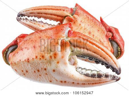 Cooked crab claws. File contains clipping paths.