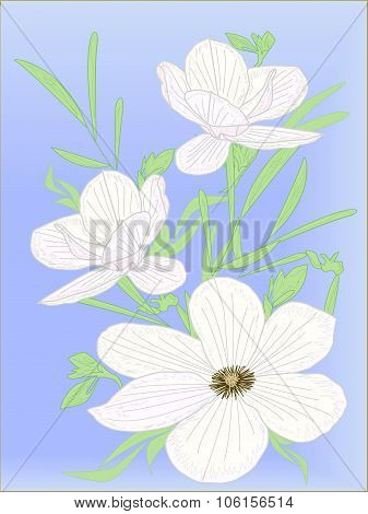 Magnolia