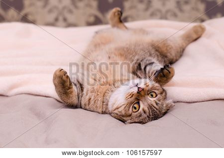 Scottish Fold Cat, Brown Tabby Lying Belly Up On Its Back.