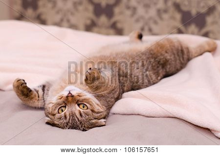 Scottish Fold Cat, Brown Tabby Lying Belly Up On Its Back.