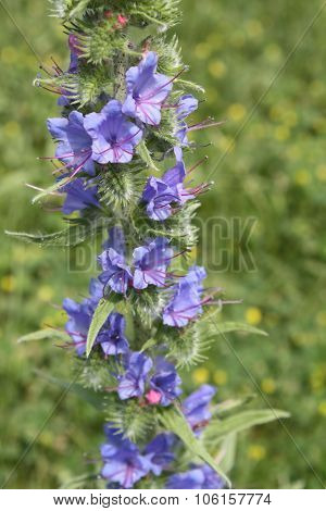 Viper's Bugloss (Echium vulgare)