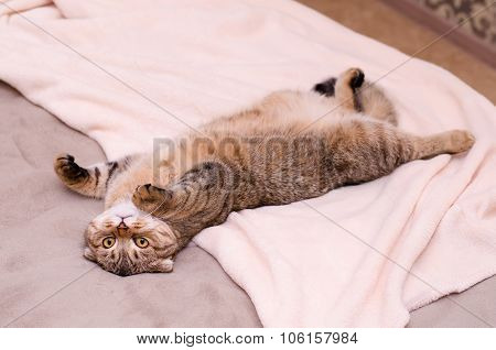 Scottish Fold Cat, Brown Tabby Lying Belly Up On Its Back.