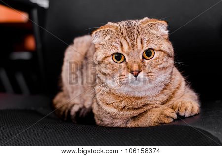 Scottish Fold Cat Tabby On A Black Background.