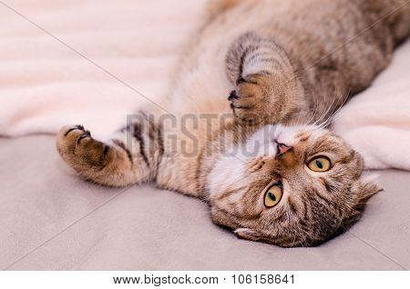 Scottish Fold Cat, Brown Tabby Lying Belly Up On Its Back.