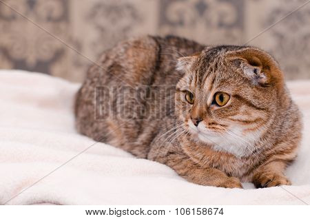 Scottish Fold Cat Tabby.
