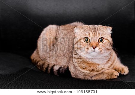 Scottish Fold Cat Tabby On A Black Background.
