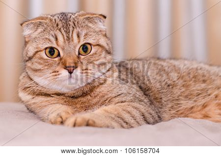 Scottish Fold Cat Tabby.