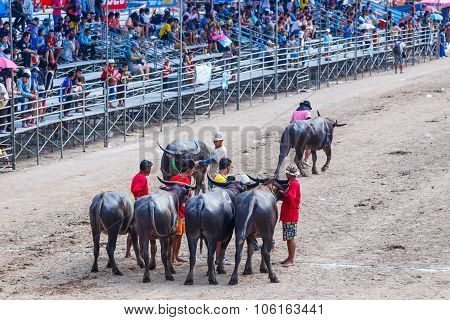 Buffalo Racing Festival In Chonburi Thailand