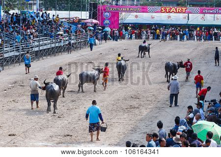 Buffalo Racing Festival In Chonburi Thailand