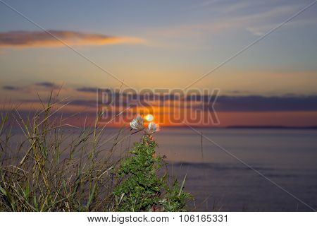 Yellow Sunset Tall Thistles