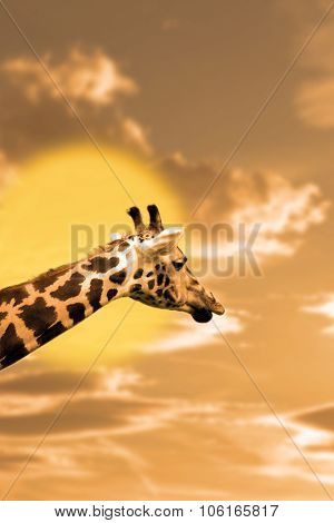 Zebra Portrait In The Sunset