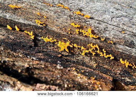 Calocera Cornea Fungus