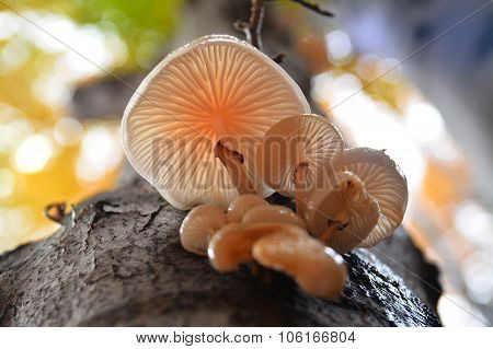 Oudemansiella Mucida Mushroom