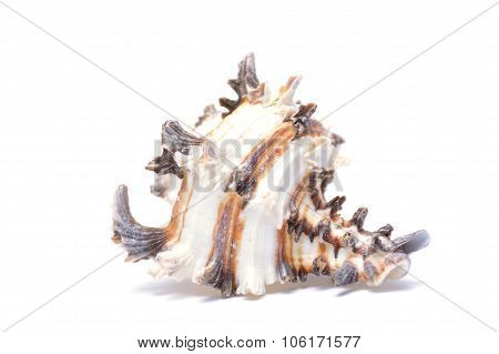 Sea Shell Isolated On White