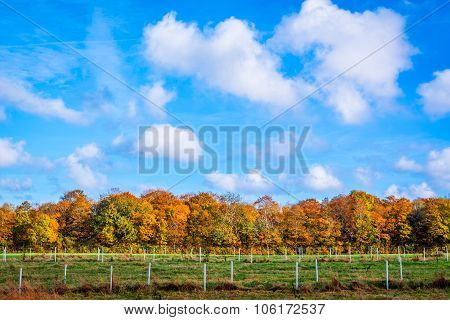 Landscape With Trees In The Autumn