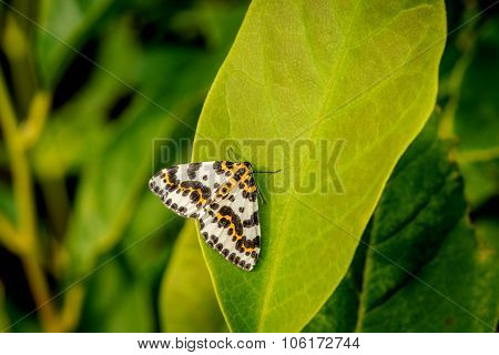 Harlekin Butterfly On A Big Green Leaf
