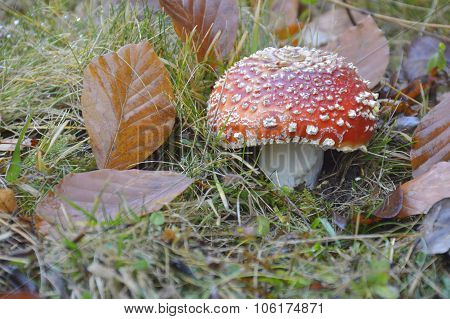 Mushroom In The Wood
