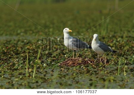 Caspian Gulls On The Nest