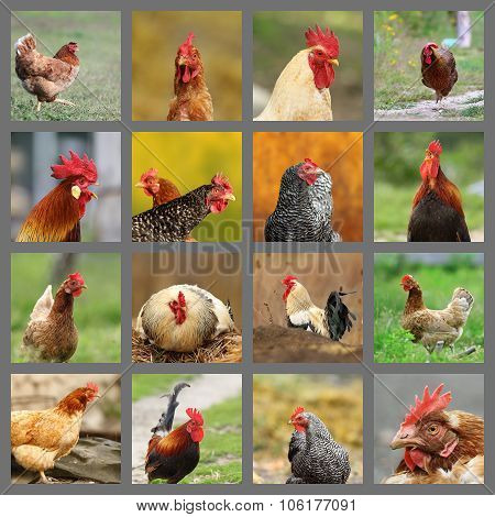 Collection Of Images From The Farm
