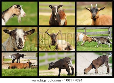 Collection Of Images With Goats