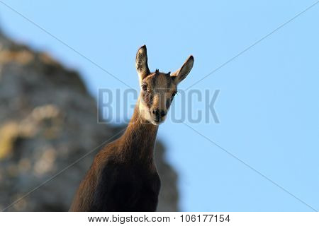 Cute Wild Chamois Youngster Looking At Camera
