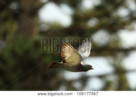 Feral Pigeon In Flight