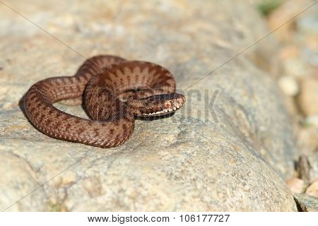 Juvenile Vipera Berus On Stone