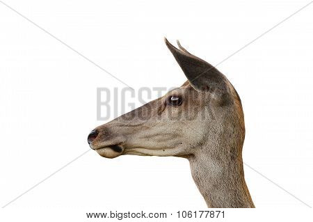 Red Deer Doe Isolated Portrait