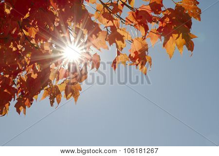 Red autumn leaves with sun shining through against bright blue sky