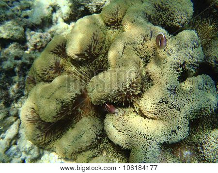 Clownfishes And Anemone