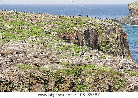 Puffin Seabird Colony In Newfoundland
