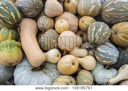 Pumpkins, Cucurbita Argyrosperma, Moschata, Butternut, Maxima, Cushaw